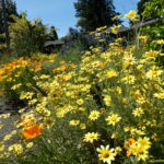 Individually we can take action to restore nature around our homes; collectively we can enrich the natural environment of our community. ---Steve Soltesz / SEN